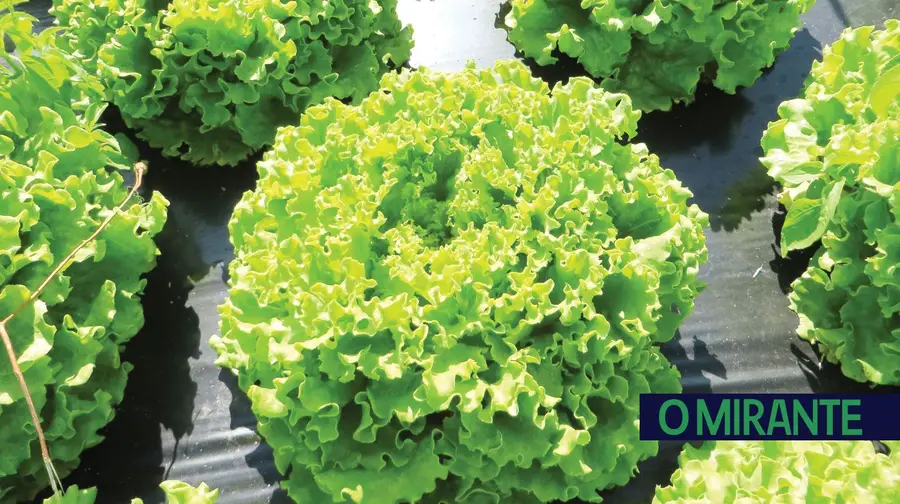 Apresentação de formações financiadas para “Operadores Agrícolas” Apresentação de formações financiadas para “Operadores Agrícolas”