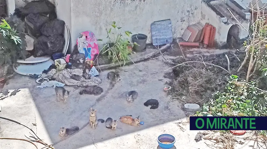 Dezenas de gatos em habitação no centro de Samora Correia