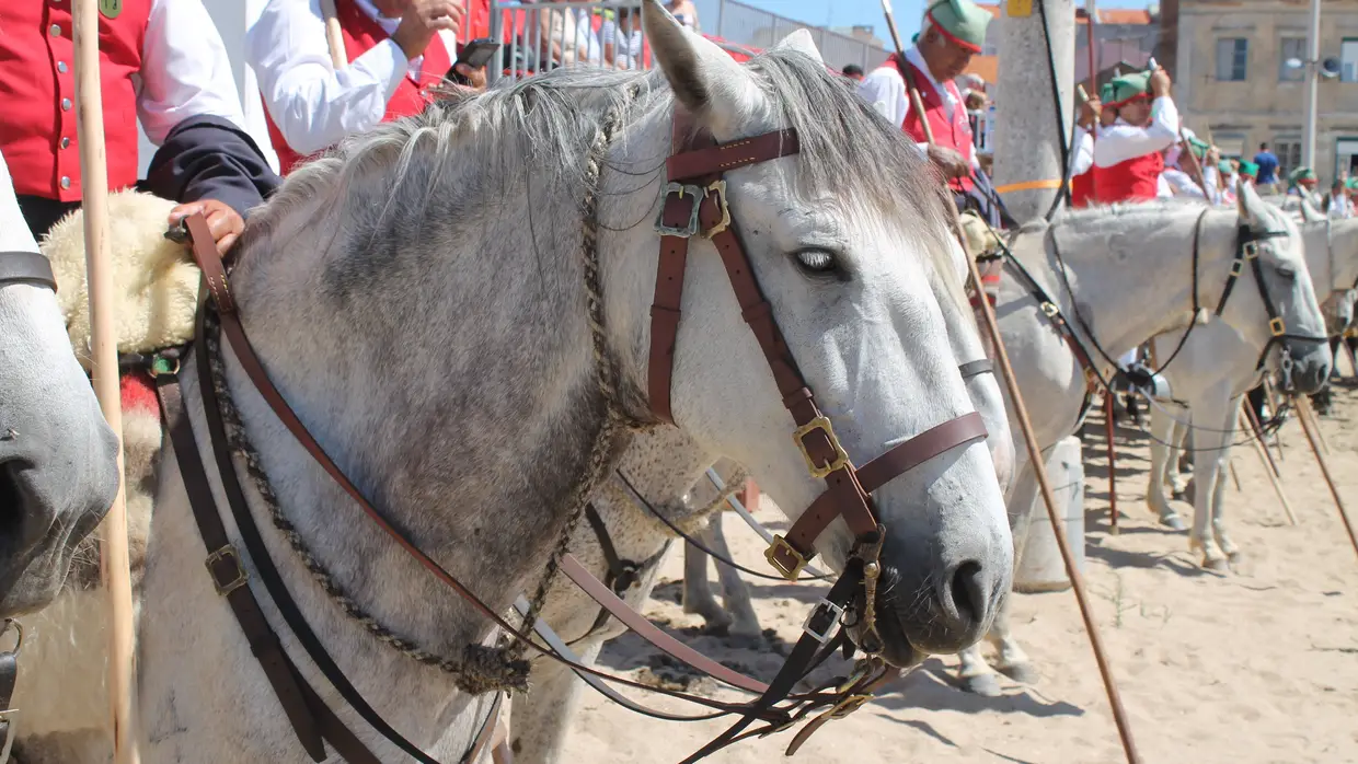 Corrida de Campinos no Colete Encarnado