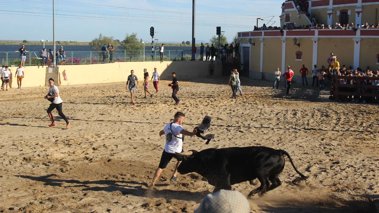 Largada de toiros no Colete Encarnado em Vila Franca de Xira