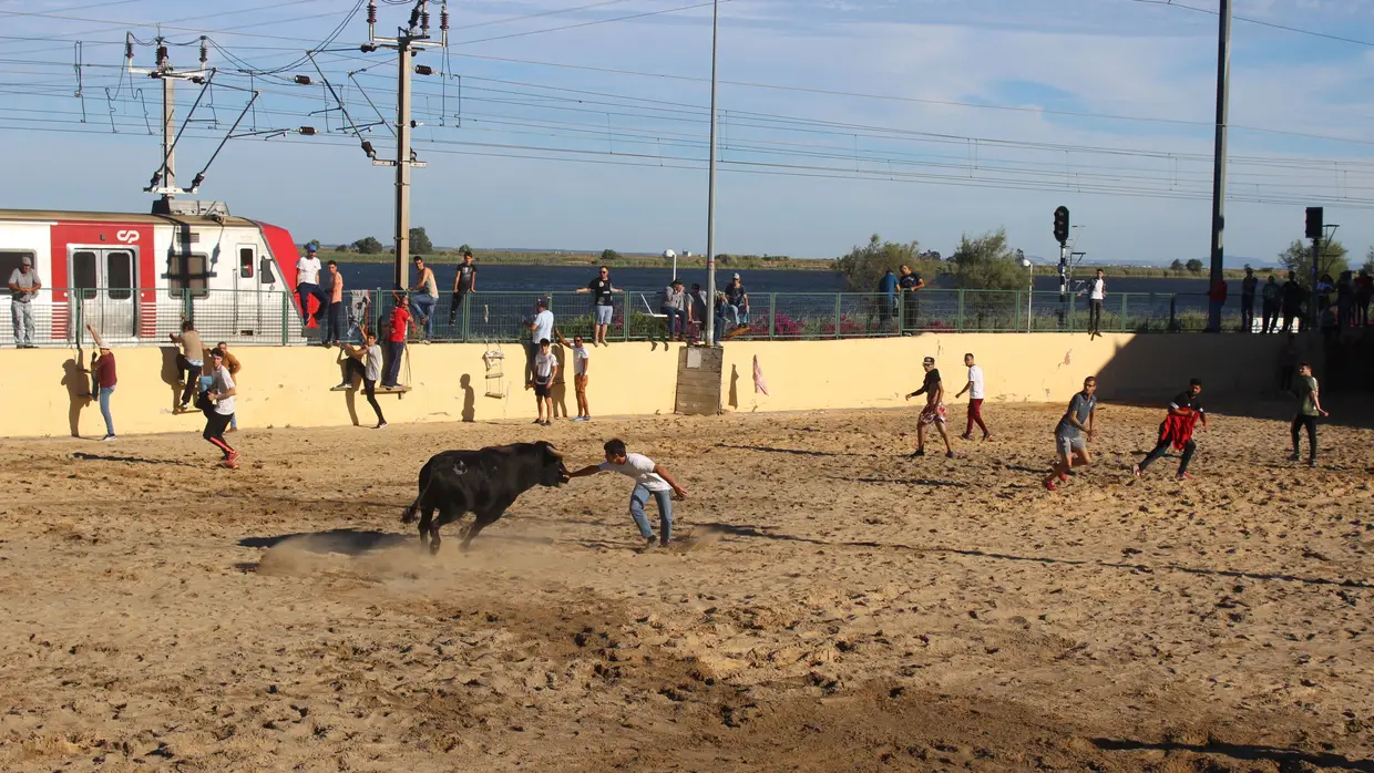 Largada de toiros no Colete Encarnado em Vila Franca de Xira