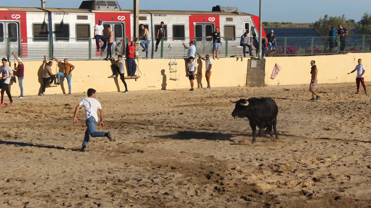 Largada de toiros no Colete Encarnado em Vila Franca de Xira