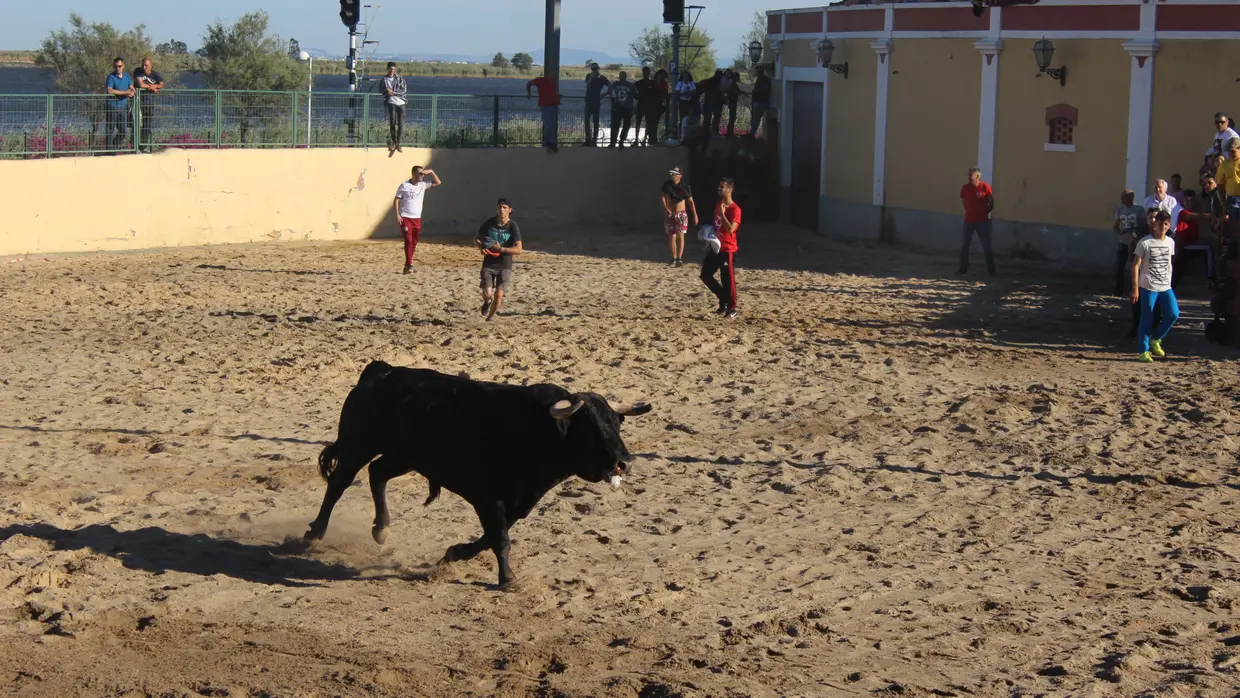 Largada de toiros no Colete Encarnado em Vila Franca de Xira