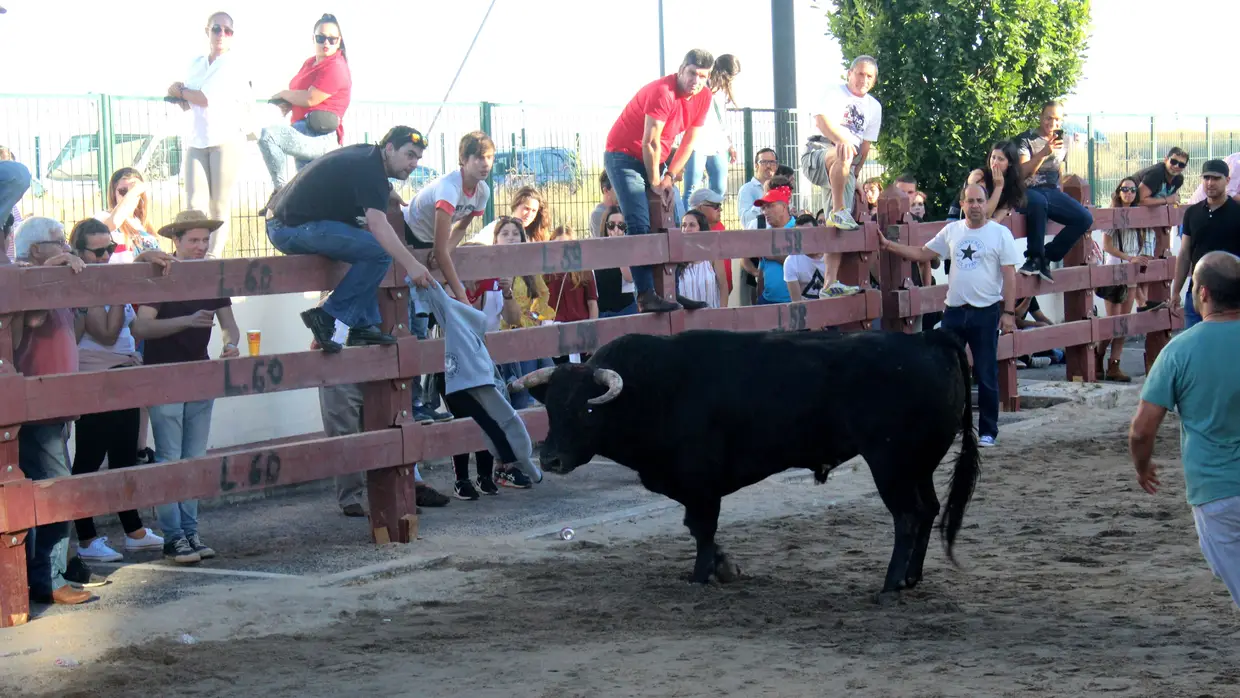 Largada de toiros no Colete Encarnado em Vila Franca de Xira