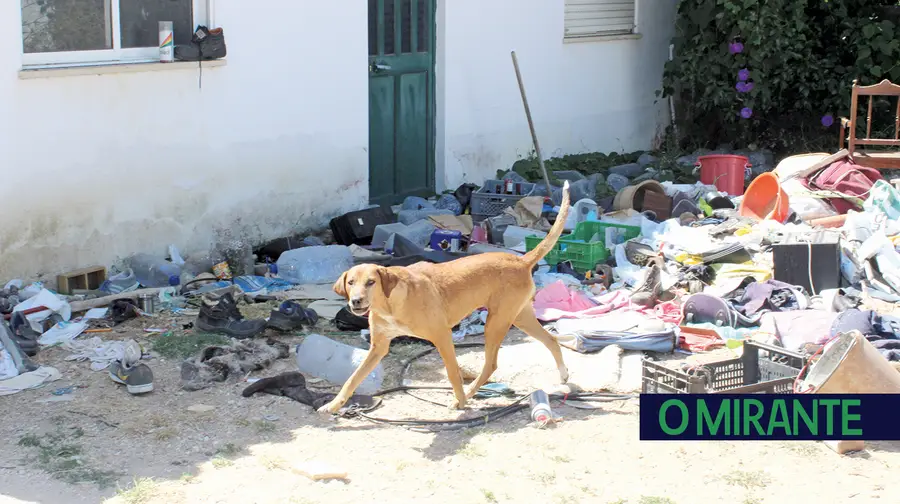 Cães à solta atormentam população de Carreiro da Areia