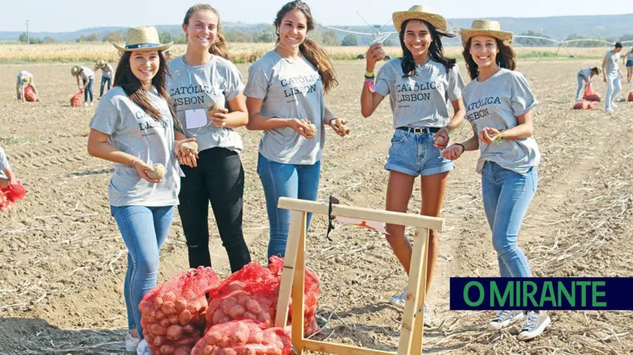Caloiros da Católica voltam aos campos da Golegã para apanhar batatas Caloiros da Católica voltam aos campos da Golegã para apanhar batatas