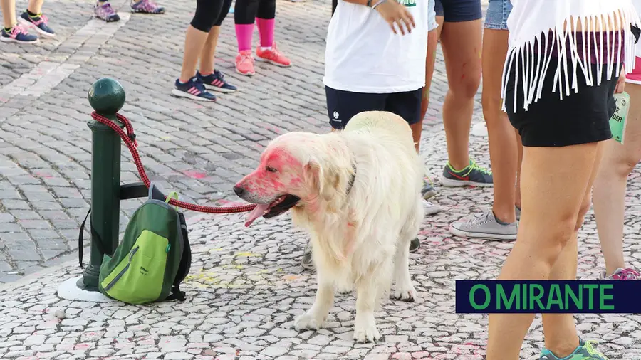 Vida de cão.