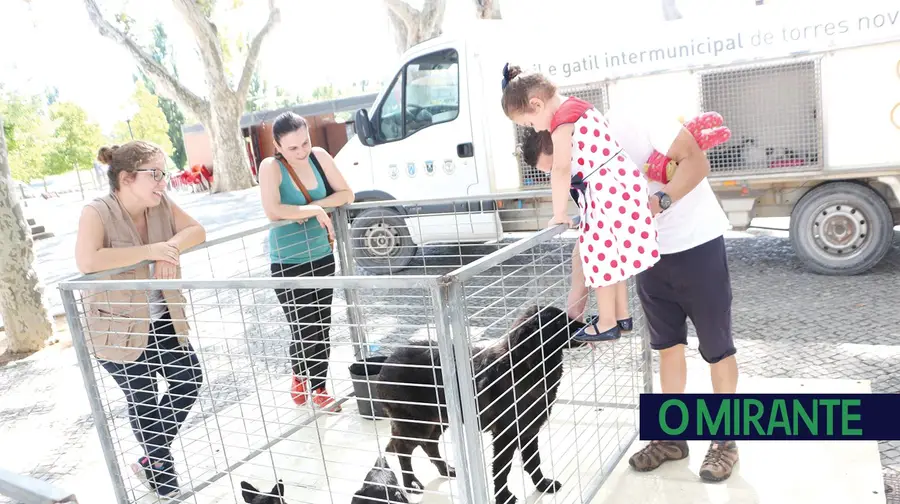 Canil Intermunicipal de Torres Novas sobrelotado porque não mata animais Canil Intermunicipal de Torres Novas sobrelotado porque não mata animais