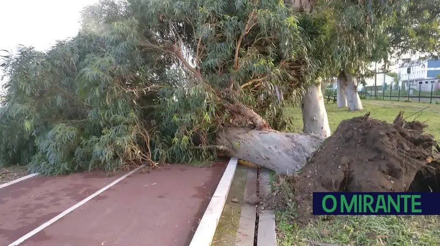 Oito eucaliptos do passeio ribeirinho de Vila Franca de Xira vão ser abatidos