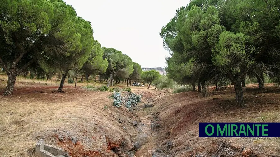 Desmatação da Mata do Paraíso em Vialonga custou 163 mil euros