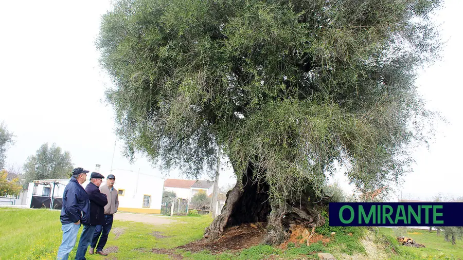 Oliveira do Mouchão pode ser candidata a Árvore Europeia do Ano