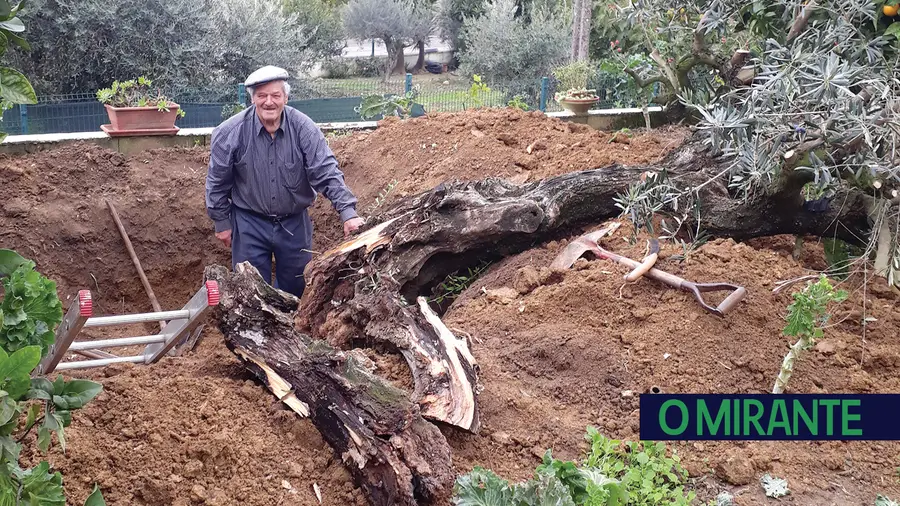 “Ti Manel Canina” ainda consegue arrancar uma oliveira pela raiz aos oitenta anos