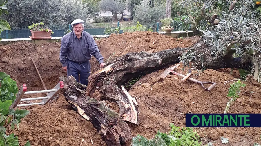 “Ti Manel Canina” ainda consegue arrancar uma oliveira pela raiz aos oitenta anos “Ti Manel Canina” ainda consegue arrancar uma oliveira pela raiz aos oitenta anos