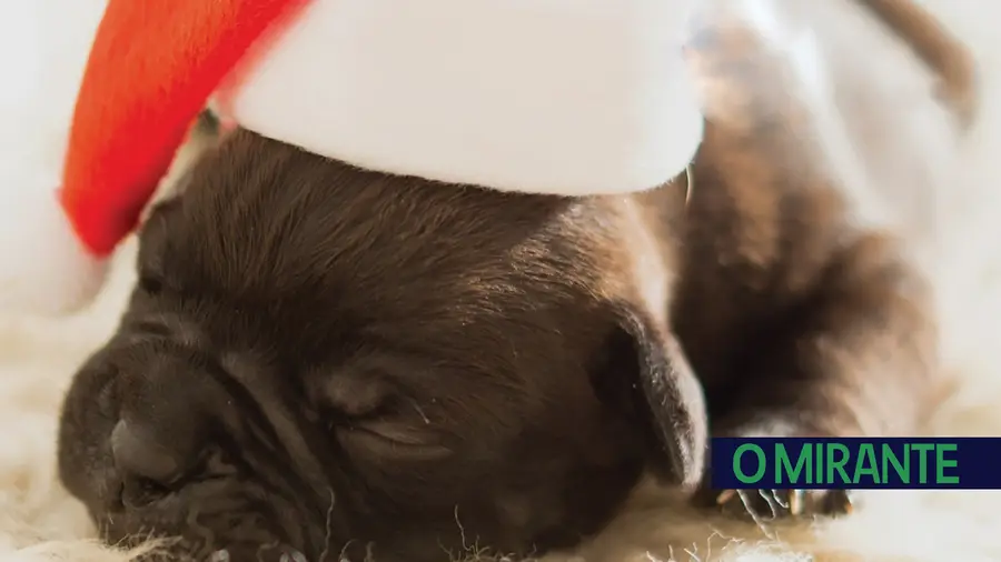Natal e Passagem de Ano em segurança também para os animais de estimação