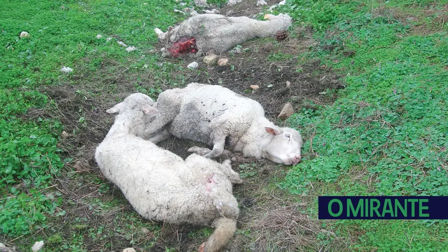Cães voltam a atacar rebanhos em Abrantes Cães voltam a atacar rebanhos em Abrantes