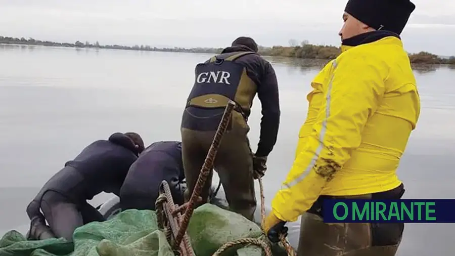 GNR apreende redes e devolve duas mil enguias bebé ao Tejo