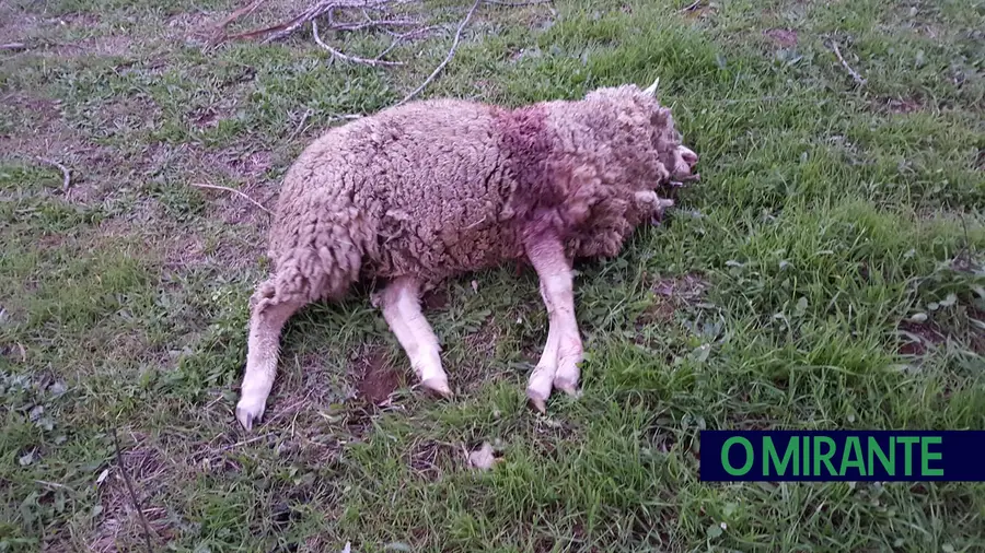 Mais um ataque de cães vadios a ovelhas no concelho de Abrantes