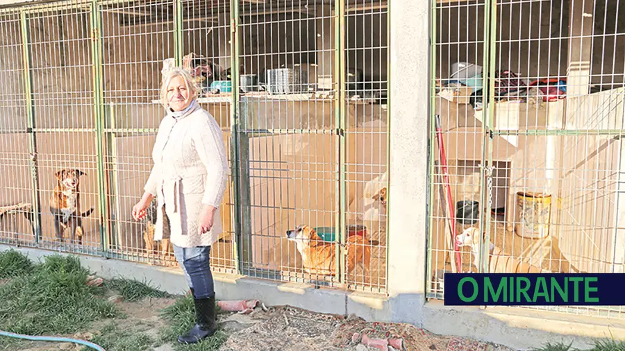 Dezasseis cães precisam de casa nova em Casais da Aroeira