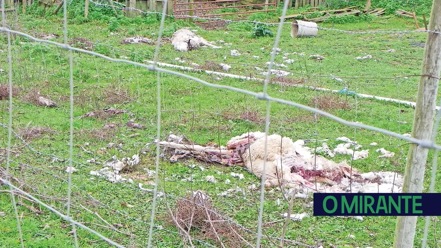 Os ataques de cães selvagens no concelho de Abrantes e as responsabilidades Os ataques de cães selvagens no concelho de Abrantes e as responsabilidades