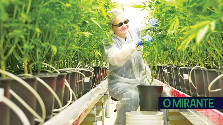 Plantação de canábis em Benavente promete centenas de novos empregos Plantação de canábis em Benavente promete centenas de novos empregos