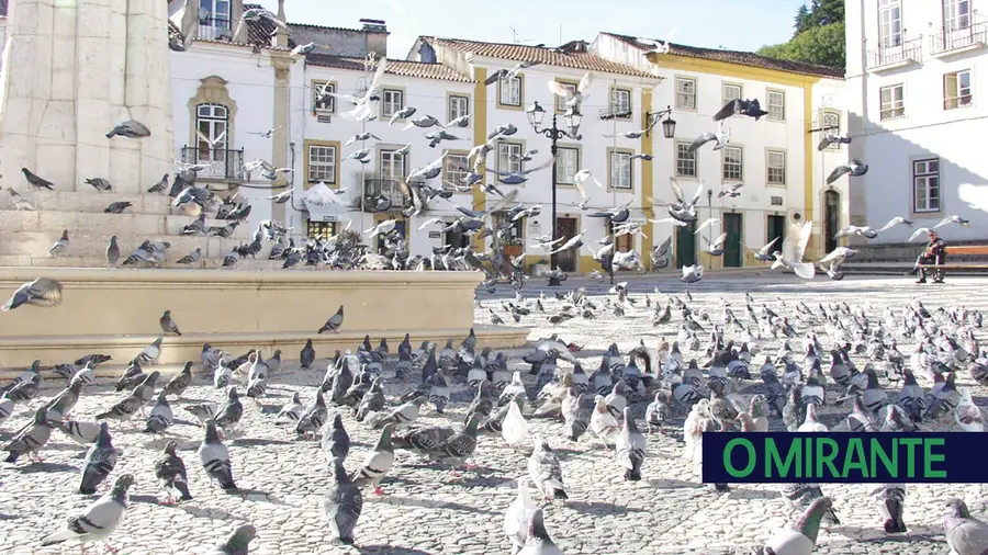Município procura soluções para a praga de pombos em Tomar Município procura soluções para a praga de pombos em Tomar