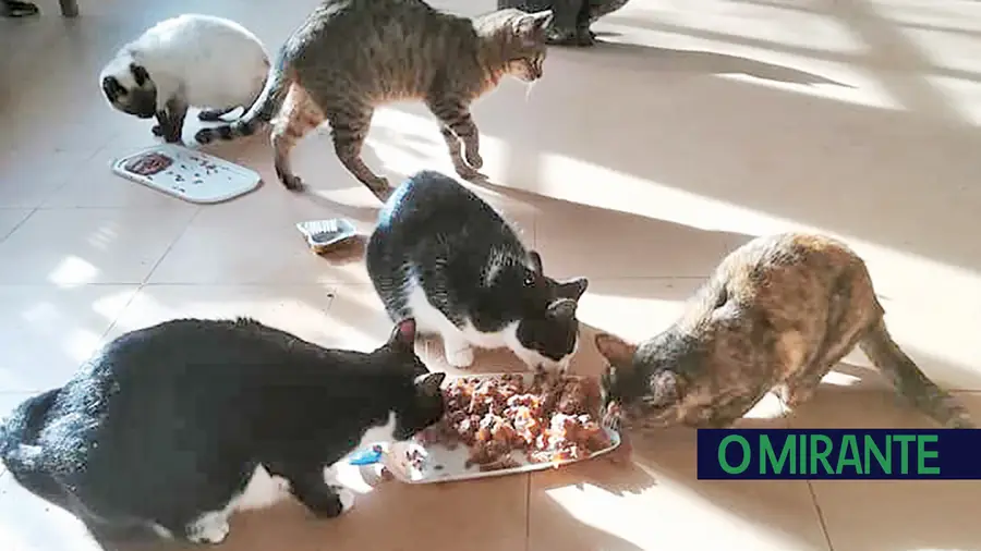 Gatil e canil incomoda moradores em Seiça