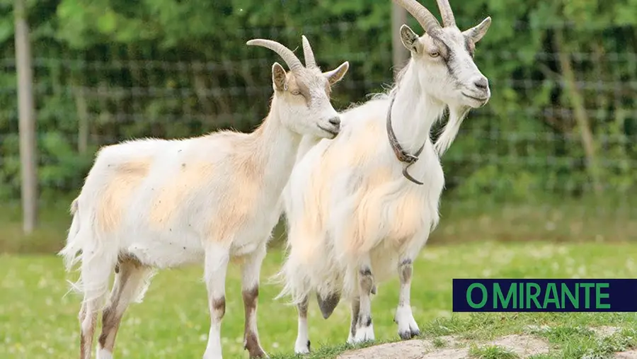 Duas cabras de Tomar. Duas cabras de Tomar.