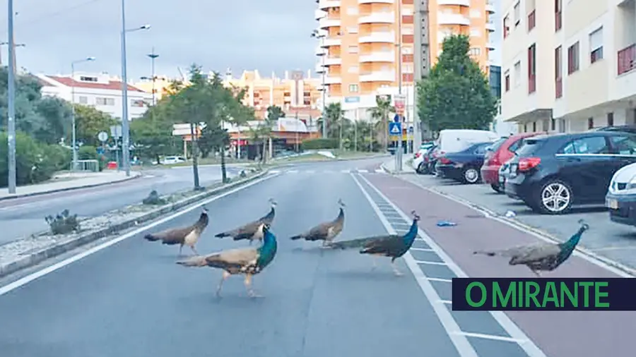 Desfilar na passarela. Desfilar na passarela.