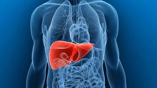 Dia Mundial contra as Hepatites lembra objectivo de erradicação da doença até 2030 Dia Mundial contra as Hepatites lembra objectivo de erradicação da doença até 2030
