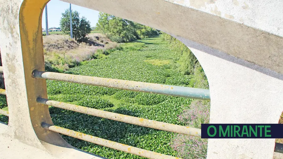 Almeirim não limpa a vala desde 2015 nem vai limpar por proibirem uso de herbicidas Almeirim não limpa a vala desde 2015 nem vai limpar por proibirem uso de herbicidas