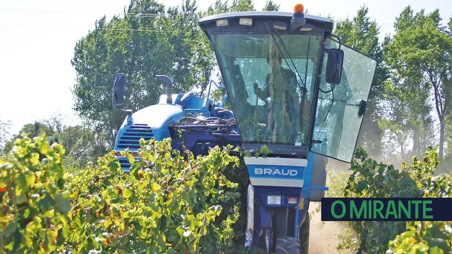 IVV prevê quebra na produção de vinho do Tejo mas produtores estão confiantes IVV prevê quebra na produção de vinho do Tejo mas produtores estão confiantes