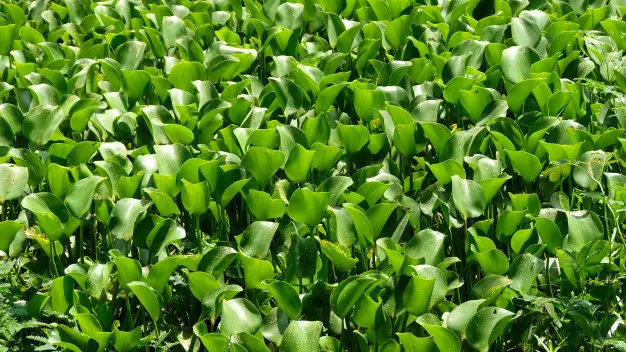 Remoção de jacintos-de-água no Sorraia começa na próxima semana