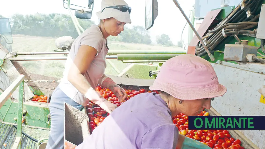 Produtores de tomate pedem apoios excepcionais para campanha difícil