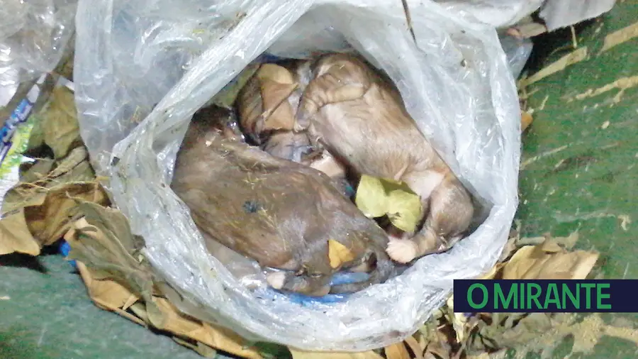 Cães recém-nascidos  deitados no lixo para morrer
