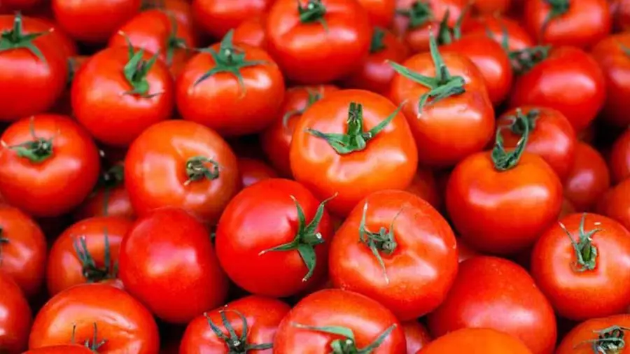Sugal diz que campanha de tomate pode ter rendimento agrícola recorde
