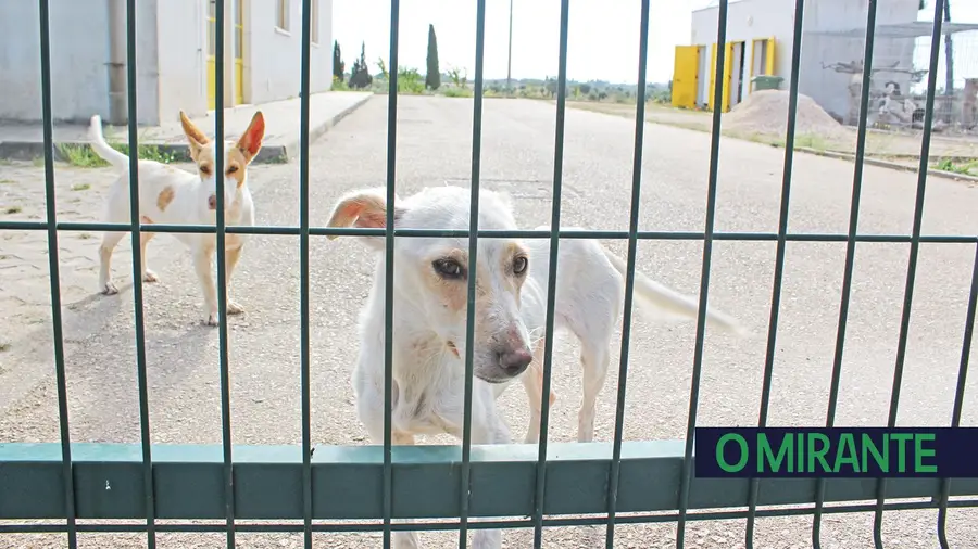 Lei que proíbe abate de animais esgotou canis da região e há mais animais na rua Lei que proíbe abate de animais esgotou canis da região e há mais animais na rua