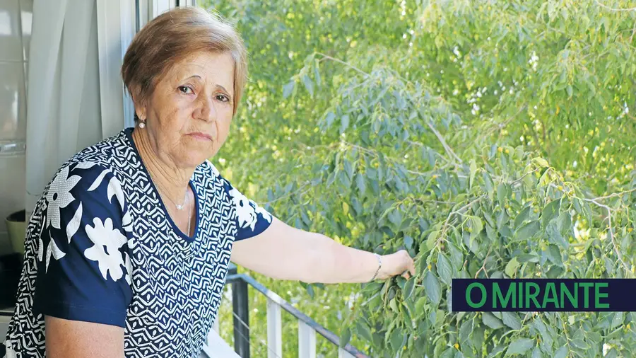 Árvores dão dores de cabeça a moradores de São Domingos Árvores dão dores de cabeça a moradores de São Domingos