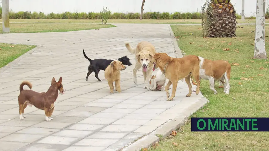 Canis sobrelotados com lei que proíbe abate e mais cães abandonados Canis sobrelotados com lei que proíbe abate e mais cães abandonados