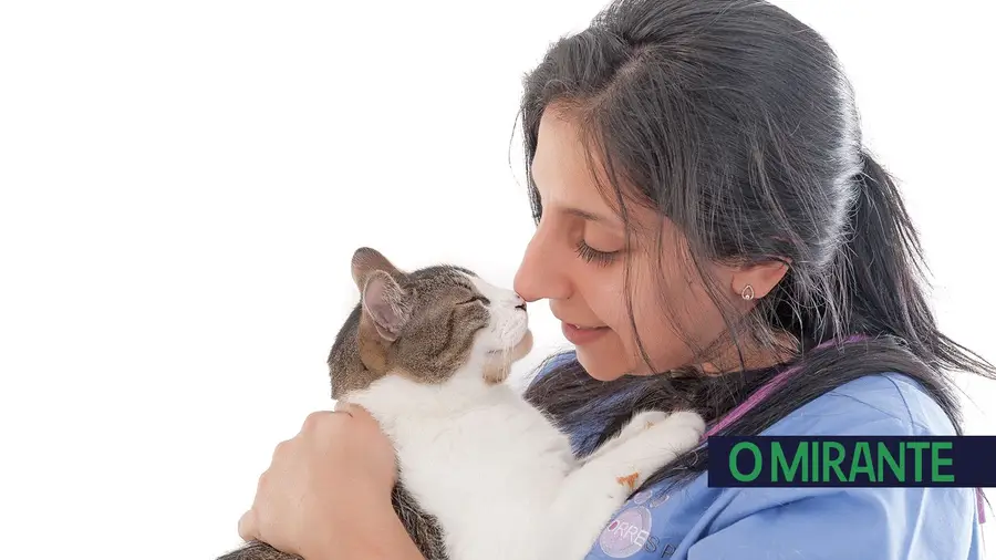 Obrigatoriedade de microchip em gatos e furões a partir de 25 de Outubro Obrigatoriedade de microchip em gatos e furões a partir de 25 de Outubro