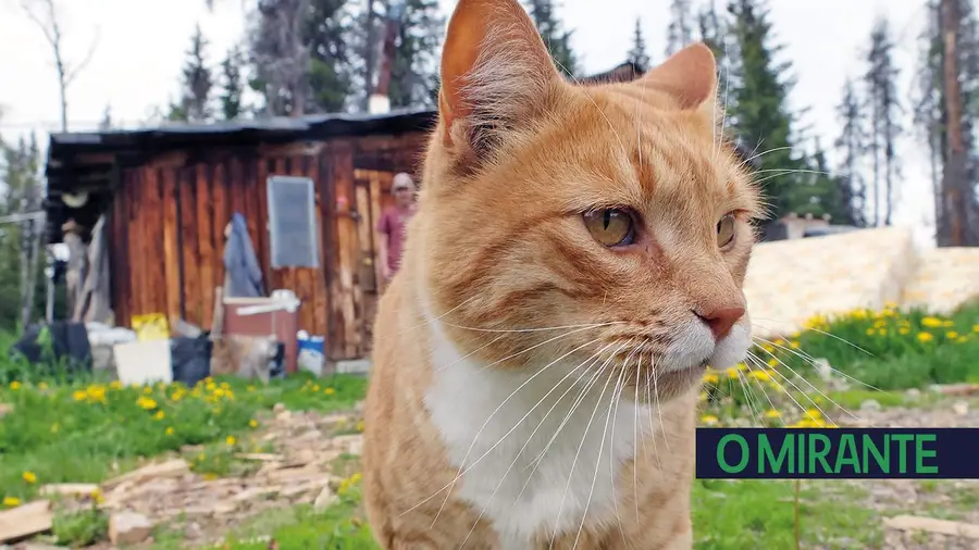 Gatos em perigo de extinção devido a obrigatoriedade de colocação de “microchip” Gatos em perigo de extinção devido a obrigatoriedade de colocação de “microchip”