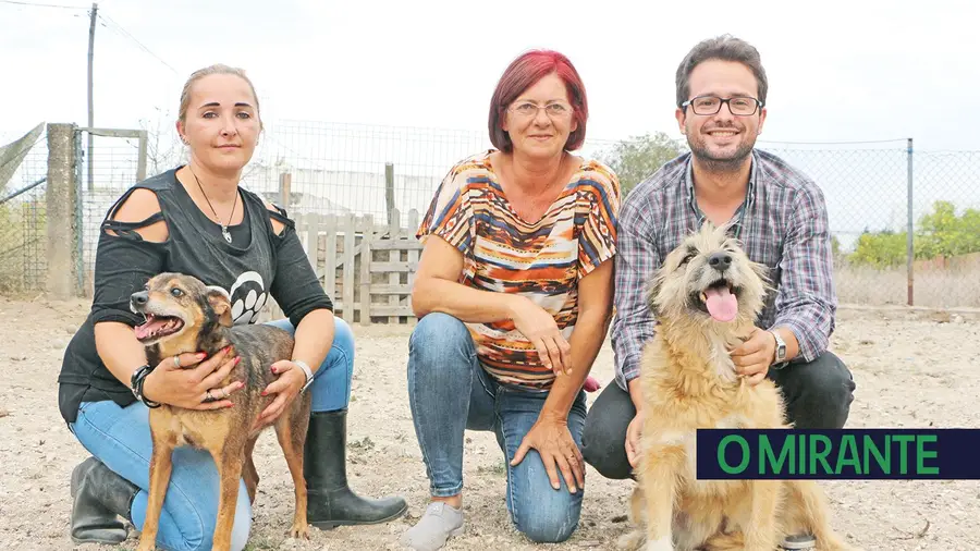 Associação de Benavente cuida dos animais sem dono