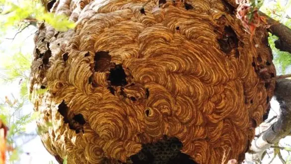 Ninho de vespa asiática detectado na Parreira
