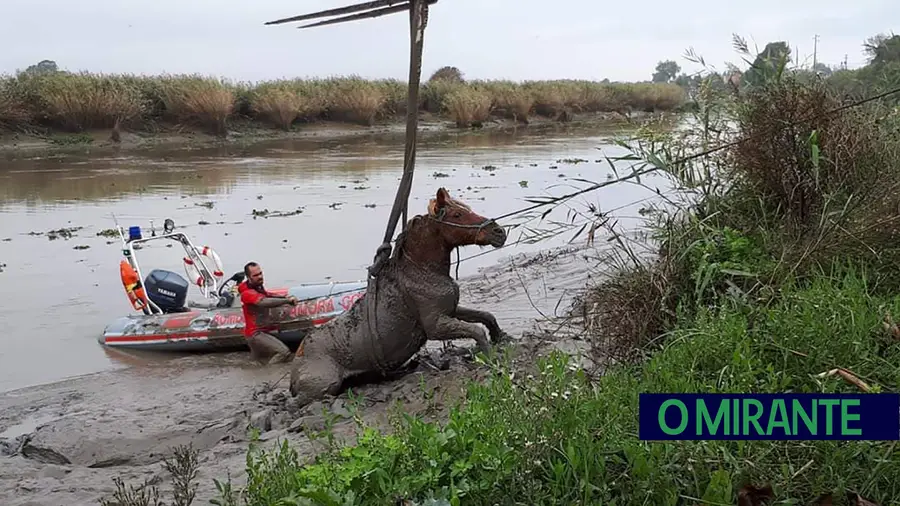 Cavalo é salvo pelos bombeiros após ficar preso na lama do rio Sorraia