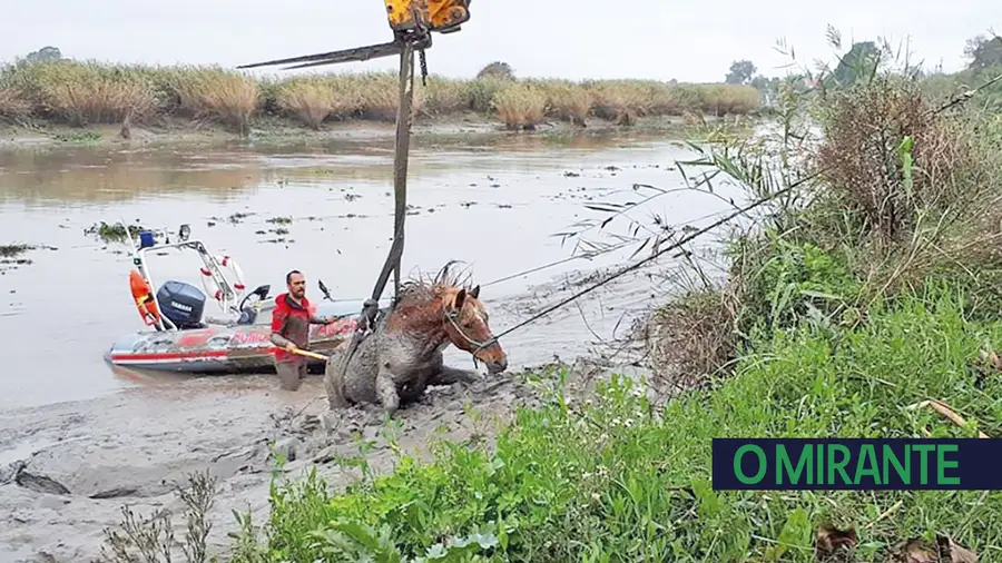 Cavalo resgatado pelos  bombeiros das águas do Sorraia
