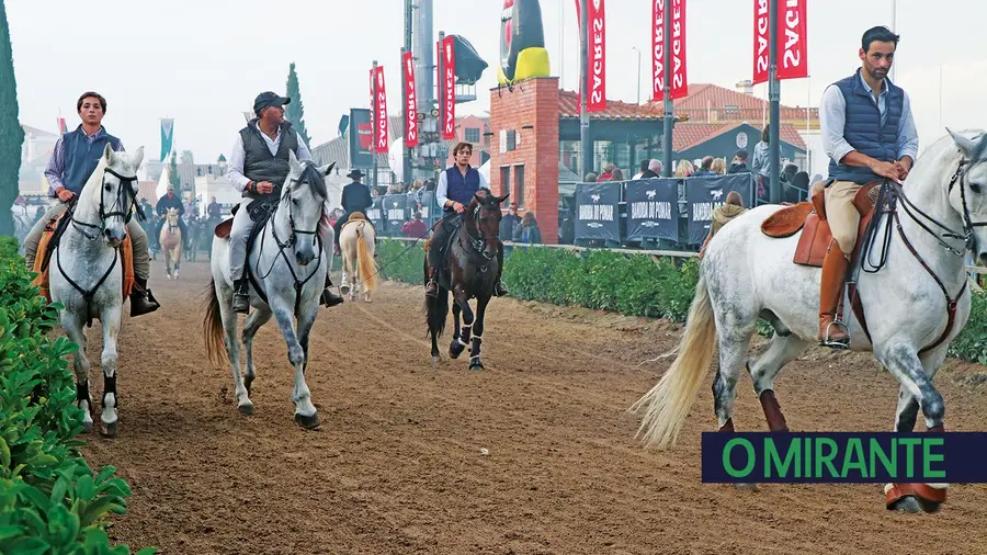 Cavalos, castanha assada e água-pé na Golegã até ao São Martinho