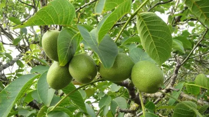 Santarém apoia unidades para produção de nozes e hortícolas