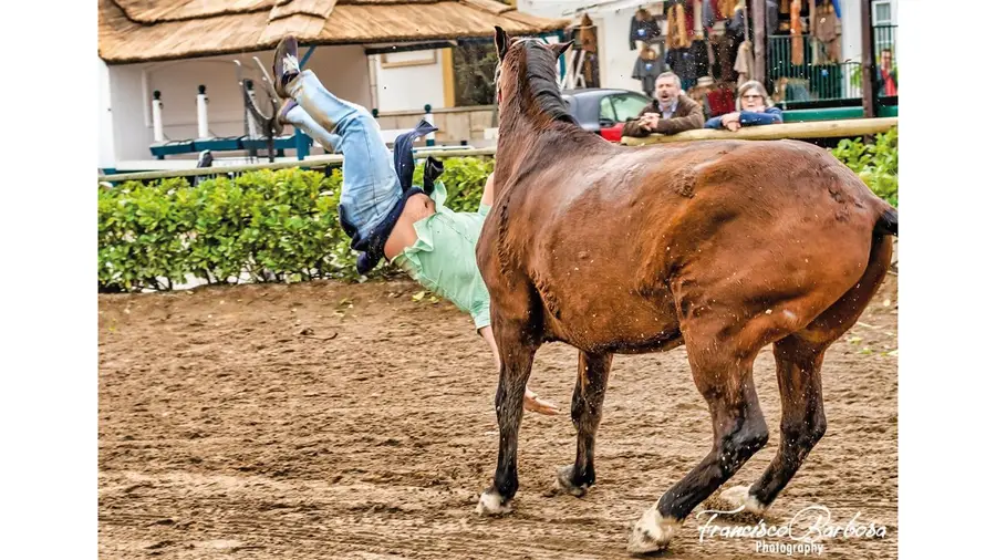 Regras - O Movimento do Cavalo 