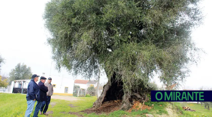Oliveira de Mouriscas volta a concorrer a árvore do ano - O Mirante