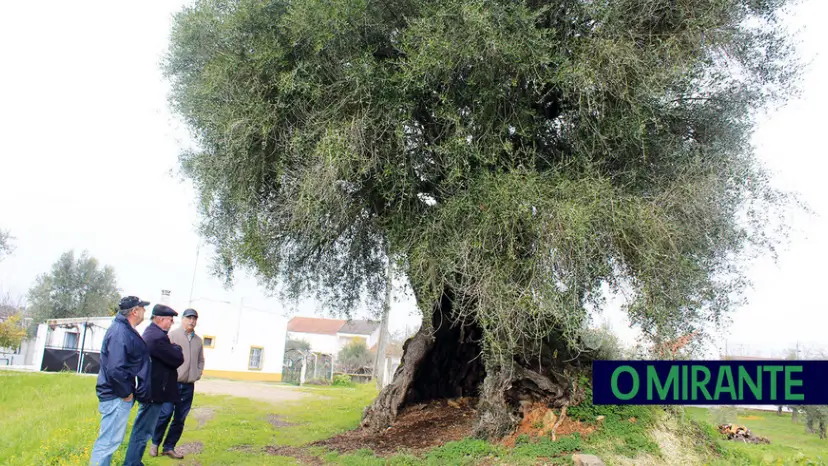 Oliveira de Mouriscas volta a concorrer a árvore do ano