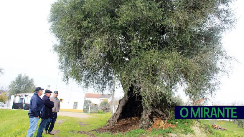 Oliveira de Mouriscas volta a concorrer a árvore do ano Oliveira de Mouriscas volta a concorrer a árvore do ano